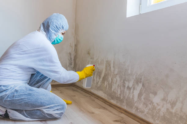 Licensed Commercial Mold Remediation service in Montclair, VA - WQB Mold Removal