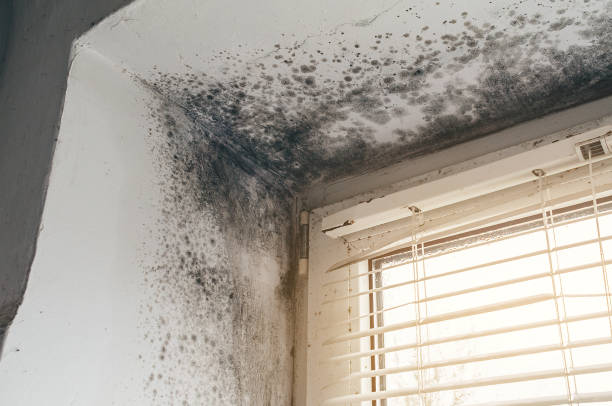 Affordable Commercial Mold Remediation solutions in Montclair, VA